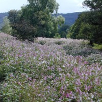 Himalayan Balsam